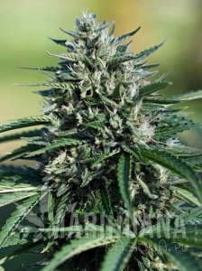 Cookies XL Auto