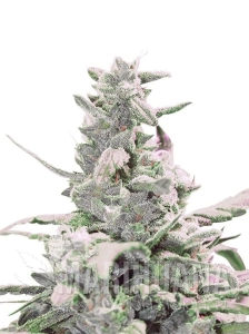 Creamatic Auto