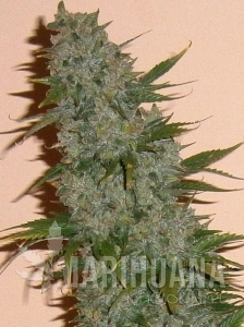 Dark Jack Auto