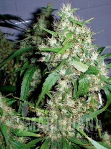 Critical Kush Auto