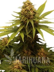 Critical
