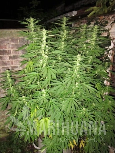 easy-sativa.jpg