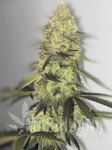 Forbidden Glue Auto
