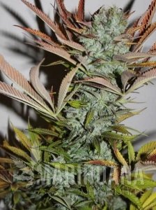 Gelato Fast
