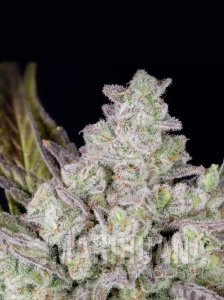 Gorilla Cookies Auto