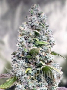 Gorilla Cookies Fast