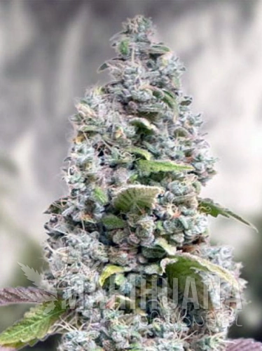gorilla-cookies-fast.jpg