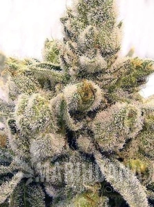 Gorilla Glue #4 Fast