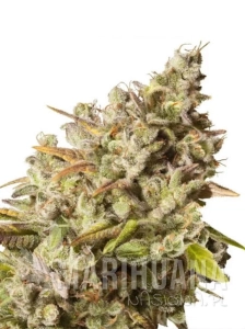 Gorilla XL