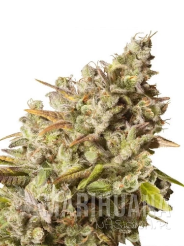 gorilla-xl.jpg
