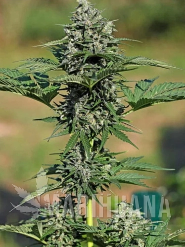 gorilla-xl-auto.jpg