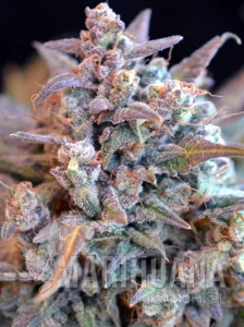 Gorilla Zkittlez Auto