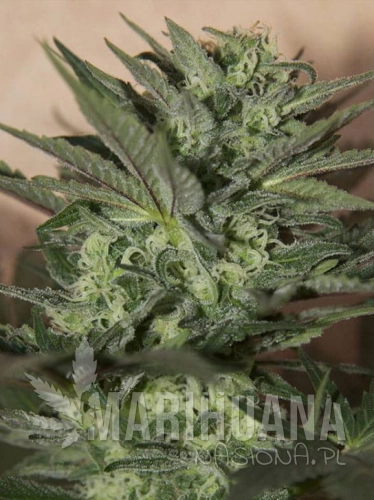 great-white-shark-auto.jpg