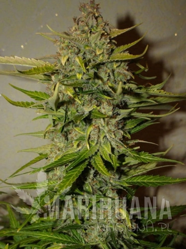 green-crack.jpg