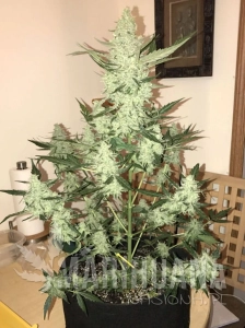 Green Crack Auto