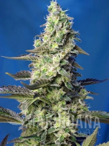 Green Poison XXL Auto