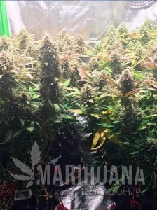 Jack Herer 47 Auto