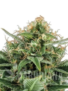 Jack Herer Auto