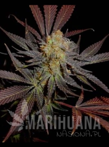 Lavender Auto