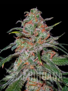 Lemon Skunk 
