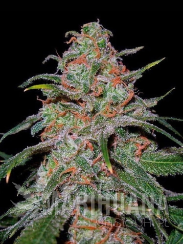 lemon-skunk.jpg