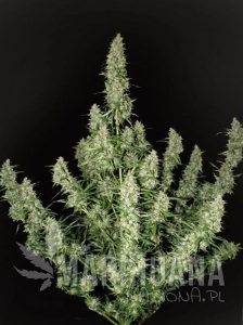 Magnum Auto