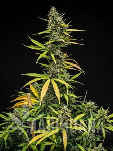 mimosa-auto.jpg