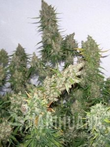 Moby Dick Auto