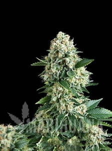 N.Y.C Diesel Auto
