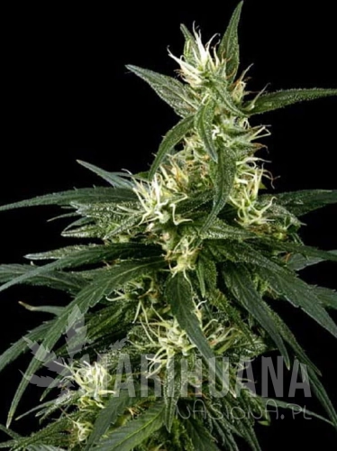 neville's-haze.jpg