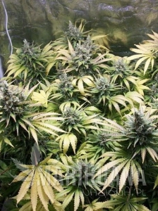Northern Light Auto