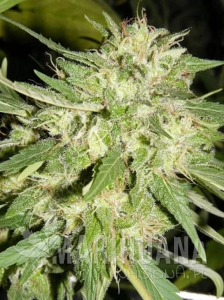 Orange Bud Auto