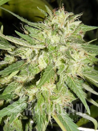 orange-bud-auto.jpg