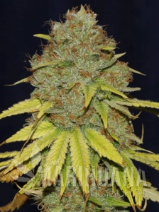 Jack Herer Fast