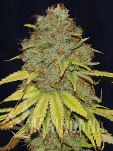jack-herer-fast.jpg