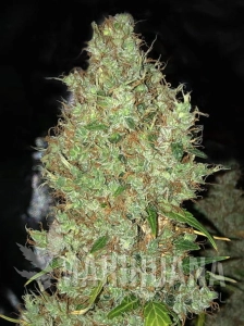 Orange Sherbet Auto