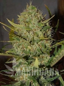 Pineapple Chunk Auto