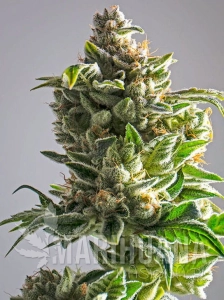 Pineapple Express Auto