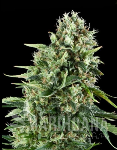 powerplant22-marihuana-nasiona.jpg