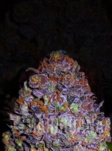 Purple Haze Auto