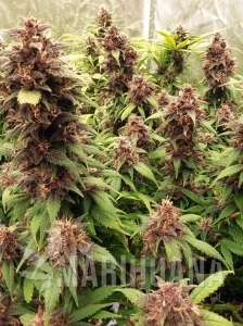Red Poison Auto