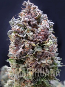 Purple Punch Auto