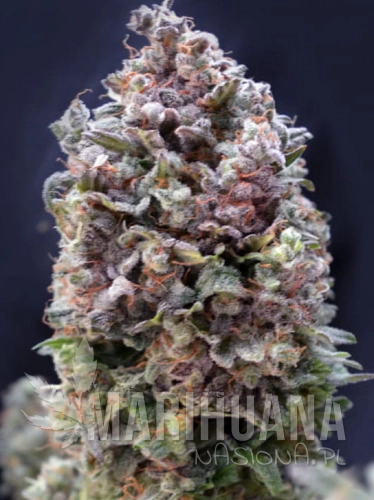 purple-punch-auto.jpg