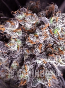 Purple Punch Fast