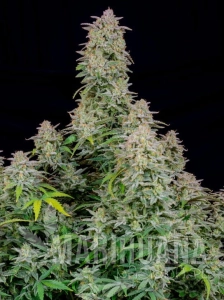 Runtz Auto