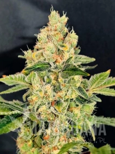 Sherbet