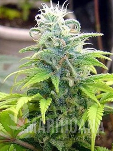 skunk-11.jpg