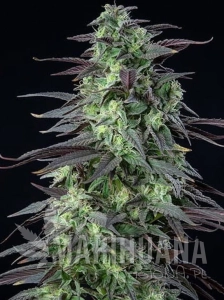 Skunk XXL