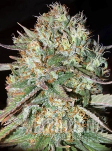 Sunset Sherbet