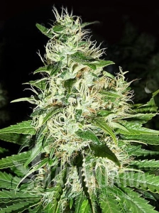 Super Silver Haze